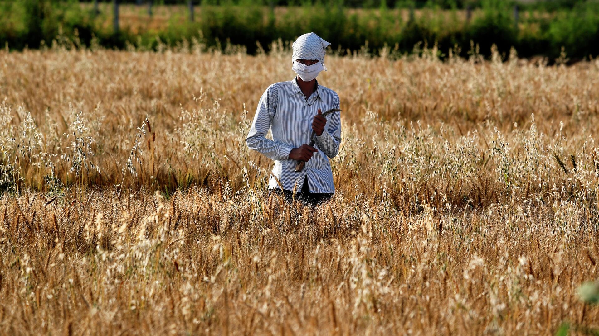 A villager with his face covered with cloth amid concerns over the spread of coronavirus, stands in a wheat field during harvesting time in Uttarchata village in the Indian state of Uttar Pradesh, Saturday, April 4, 2020 - Sputnik International, 1920, 25.05.2022