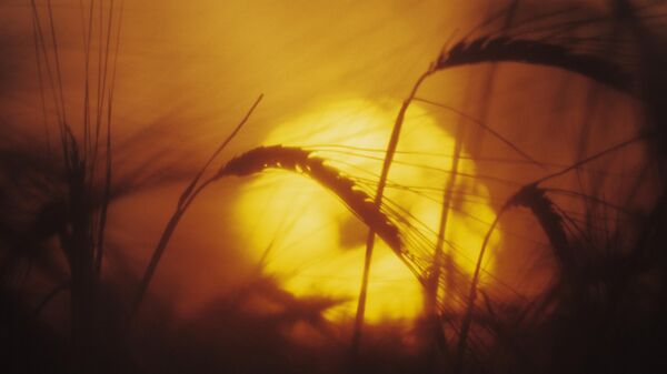 Wheat at dusk - Sputnik International