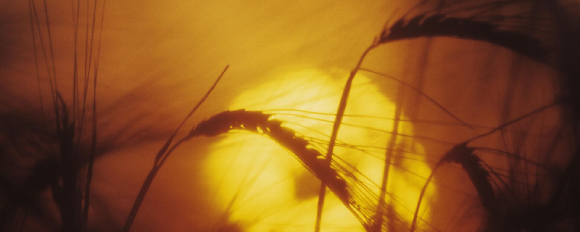 Wheat at dusk - Sputnik International, 1920, 01.11.2022