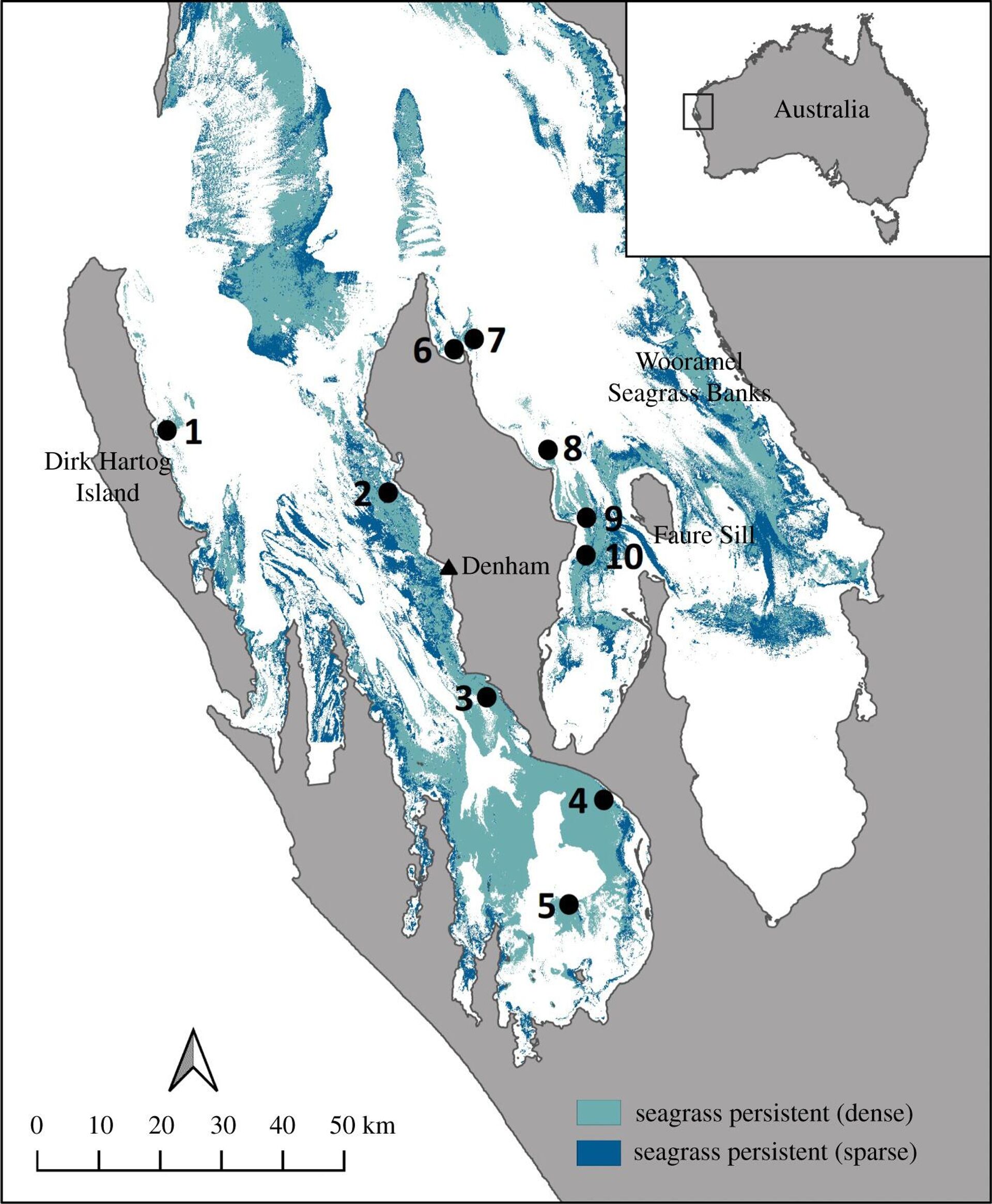 Map of Shark Bay, Gathaagudu, Western Australia. Distribution of persistent seagrass cover (dense and sparse) in 2016 (adapted from Strydom et al. [37]). Posidonia australis sampling locations for meadows in the western gulf and eastern gulf. - Sputnik International, 1920, 01.06.2022