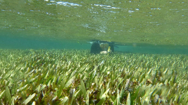 Posidonia australis, also known as fibre-ball weed or ribbon weed, in Western Australia’s Shark Bay - Sputnik International
