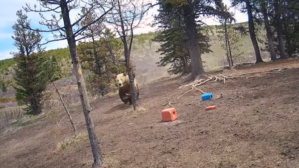 Bear Chasing Wild Horses in Alberta  - Sputnik International