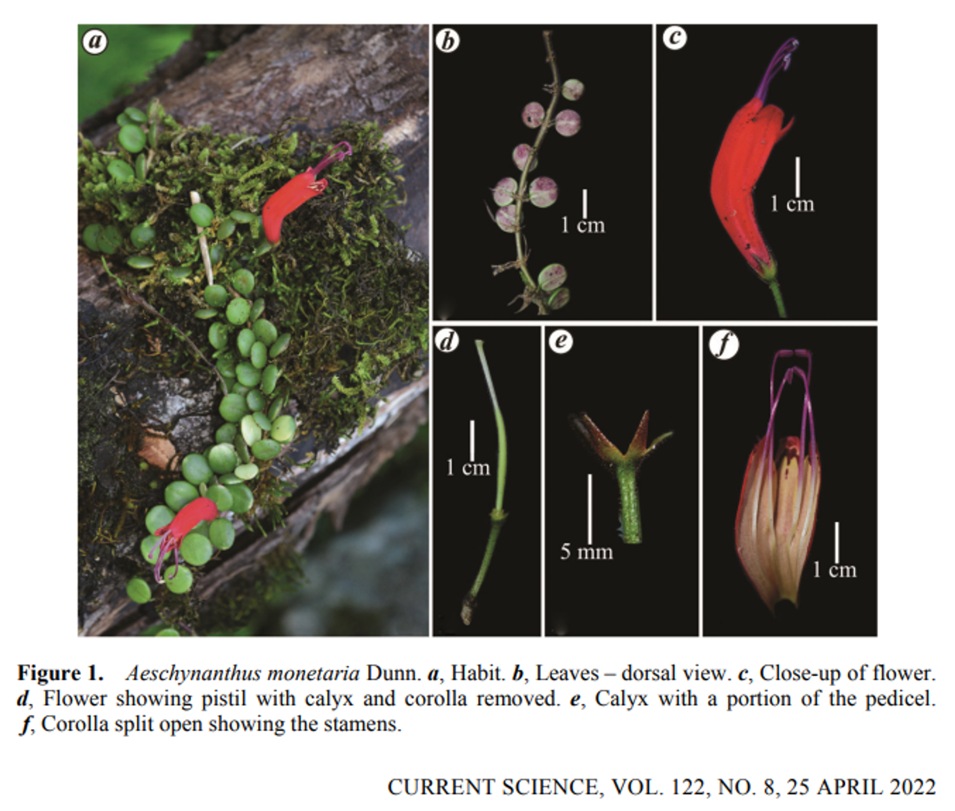 Rare 'Lipstick' plant rediscovered in India's Arunachal Pradesh state after 100 years -photos - Sputnik International, 1920, 06.06.2022