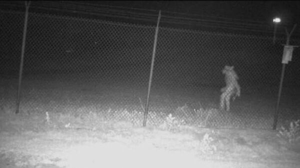 A still from the security camera footage at Amarillo, Texas, zoo. - Sputnik International
