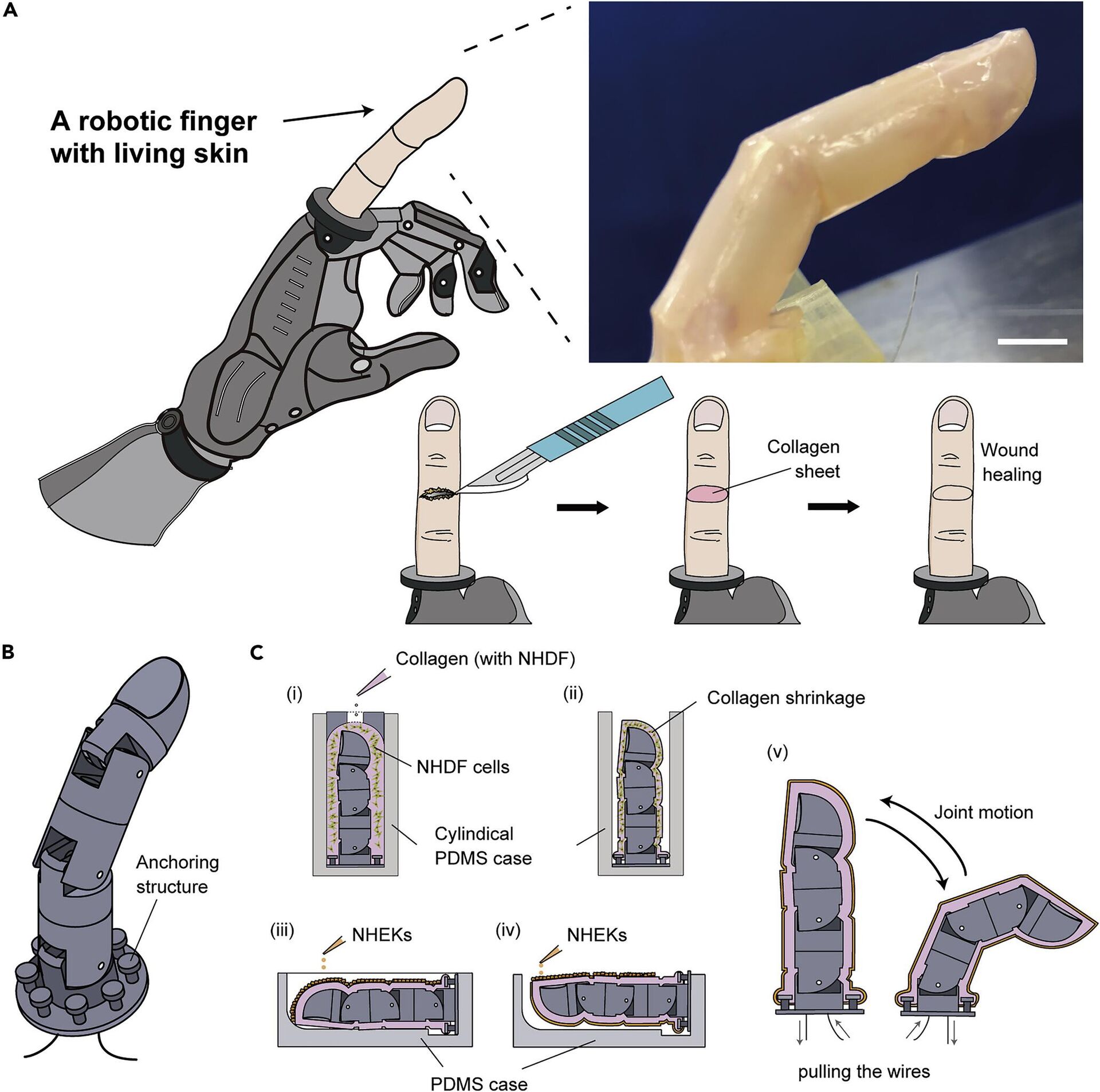 Conceptual illustration and fabrication process of the “living skin on a robot” proposed - Sputnik International, 1920, 11.06.2022