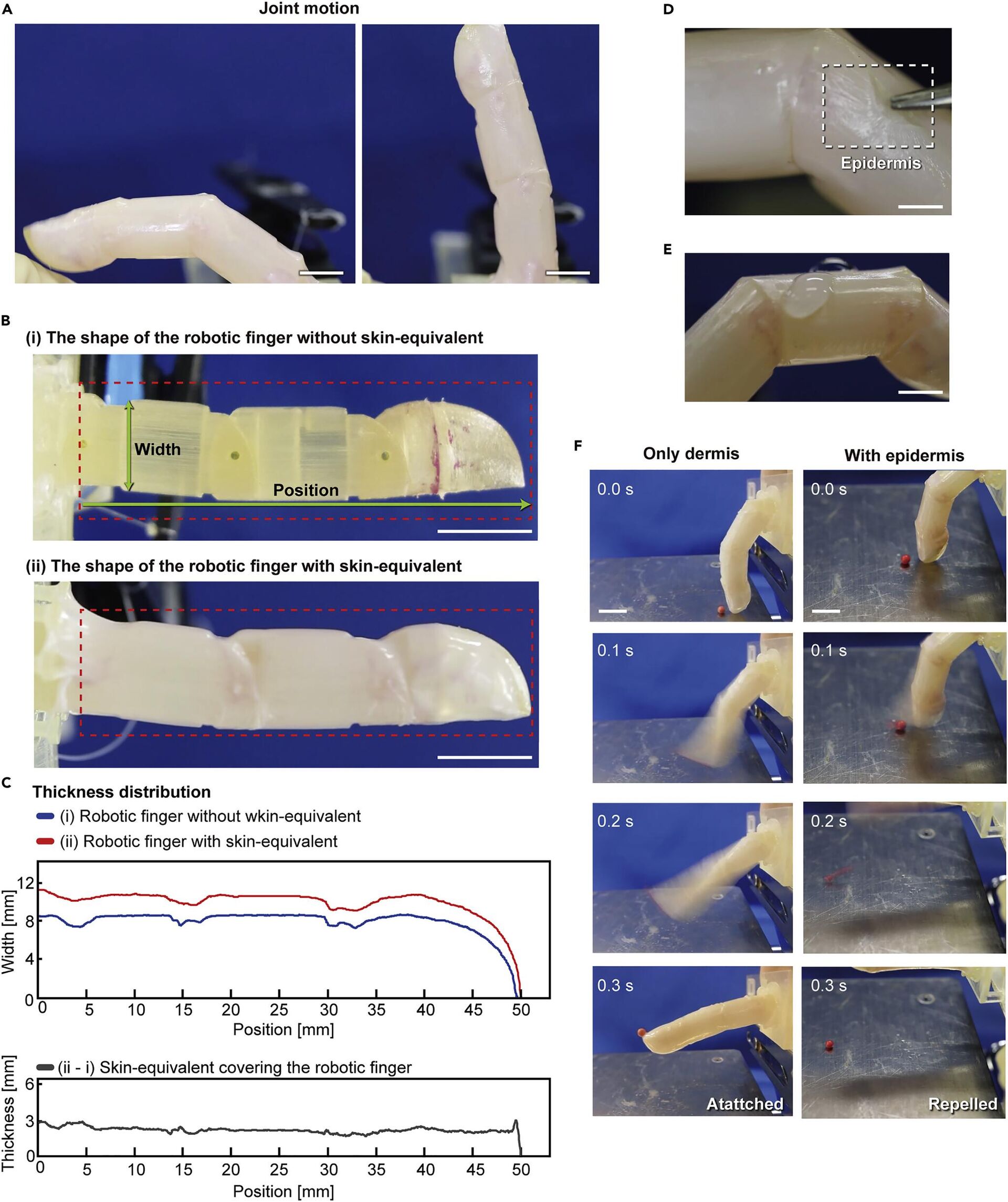 Histological and functional evaluation of the fabricated skin equivalent; - Sputnik International, 1920, 11.06.2022