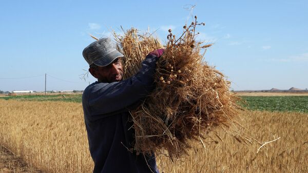 A farmer carries a bundle of wheat crop harvested from his family farm along the Gaza strip border with Israel, in the village of Khuza'a, east of Khan Younis, southern Gaza Strip, Friday, May 20, 2022.  - Sputnik International