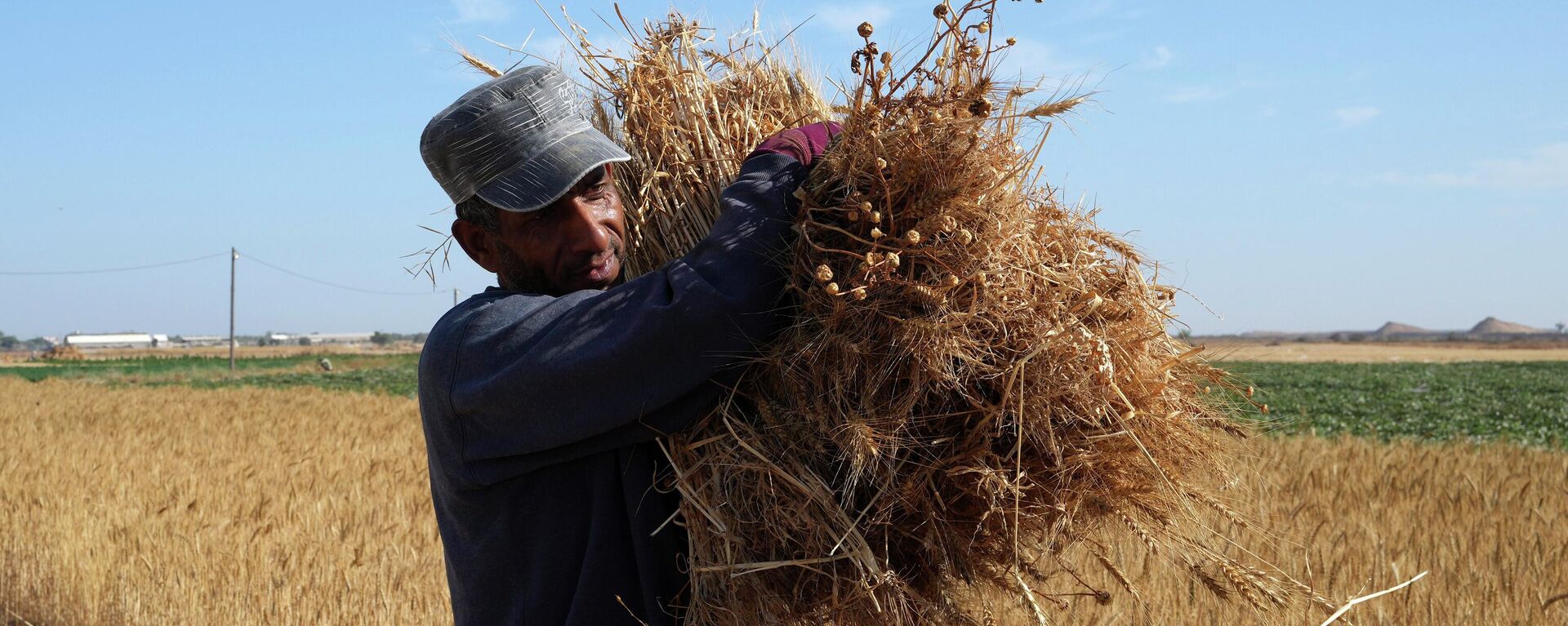 A farmer carries a bundle of wheat crop harvested from his family farm along the Gaza strip border with Israel, in the village of Khuza'a, east of Khan Younis, southern Gaza Strip, Friday, May 20, 2022.  - Sputnik International, 1920, 05.12.2023