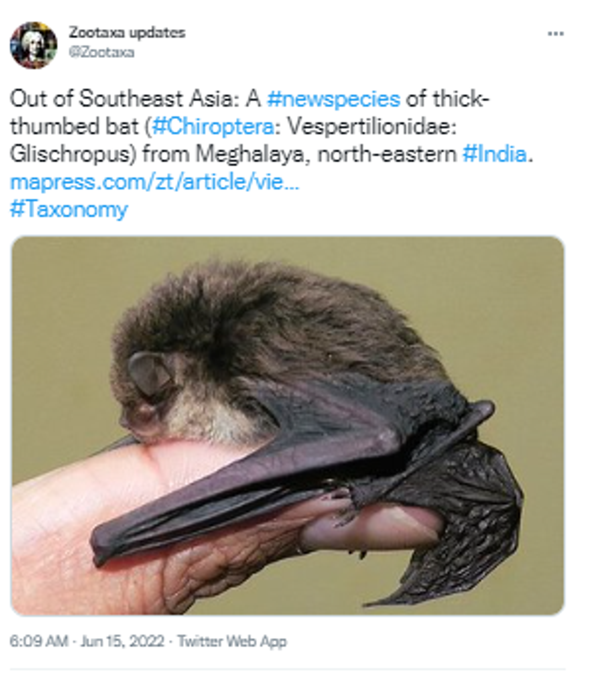 Scientists discover new thick-thumbed bat species, name it after India's Meghalaya state - Sputnik International, 1920, 15.06.2022