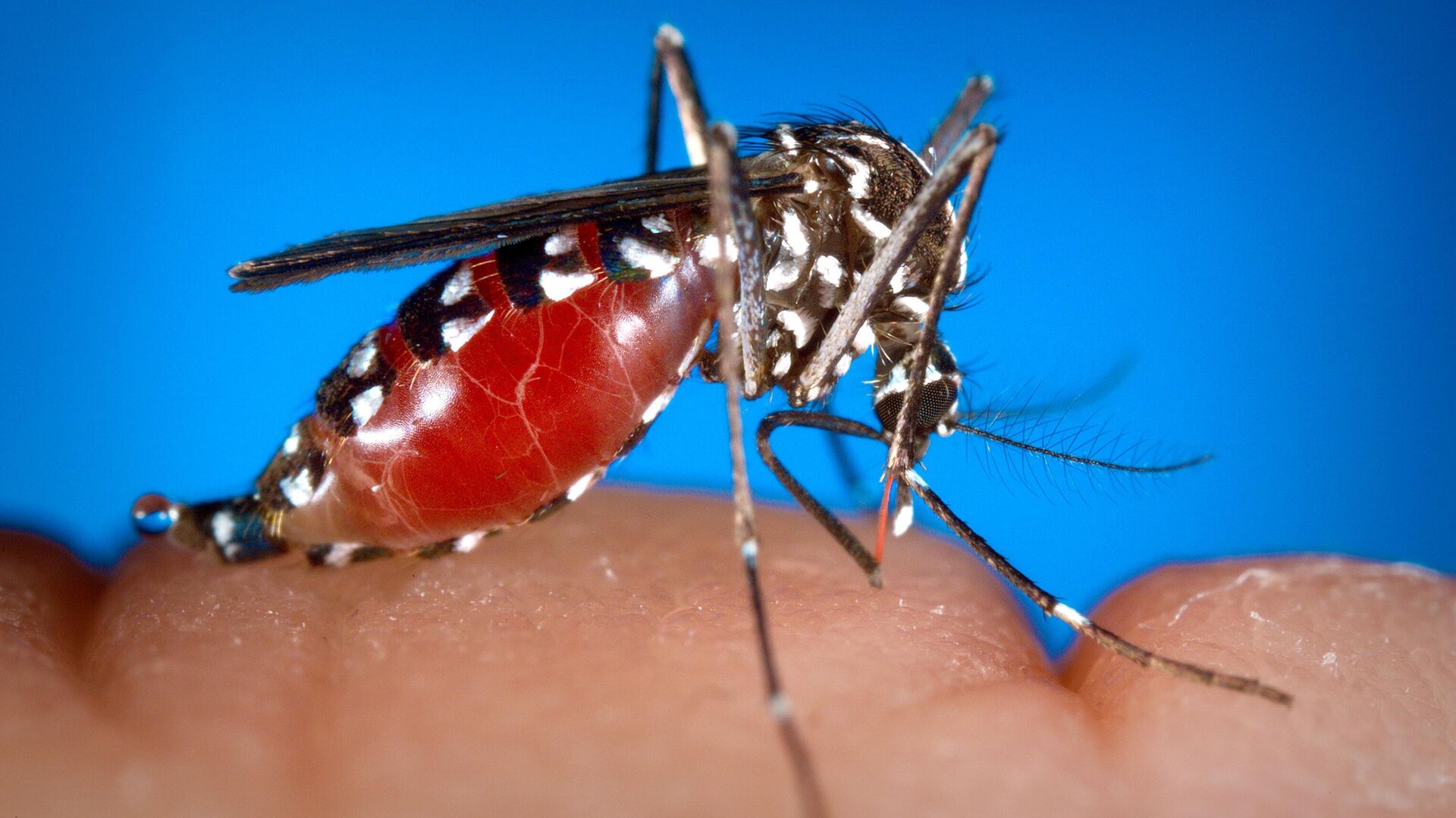 Aedes  mosquito - Sputnik International, 1920, 16.06.2022