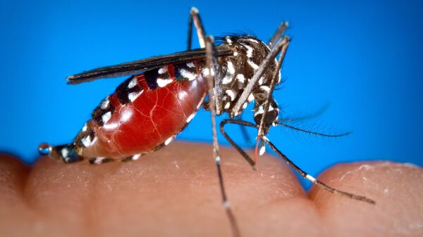 Aedes  mosquito - Sputnik International
