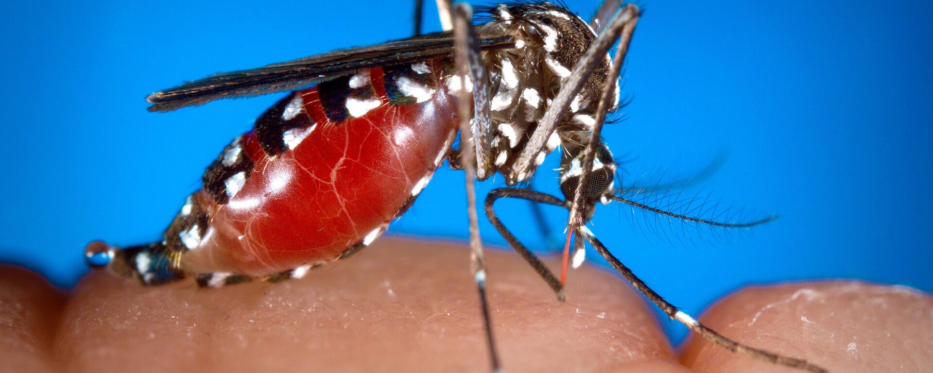 Aedes-Mücke – Sputnik International, 1920, 16.06.2022