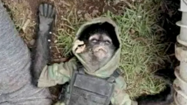 Sicario Monkey Dies in Narco Shootout - Sputnik International
