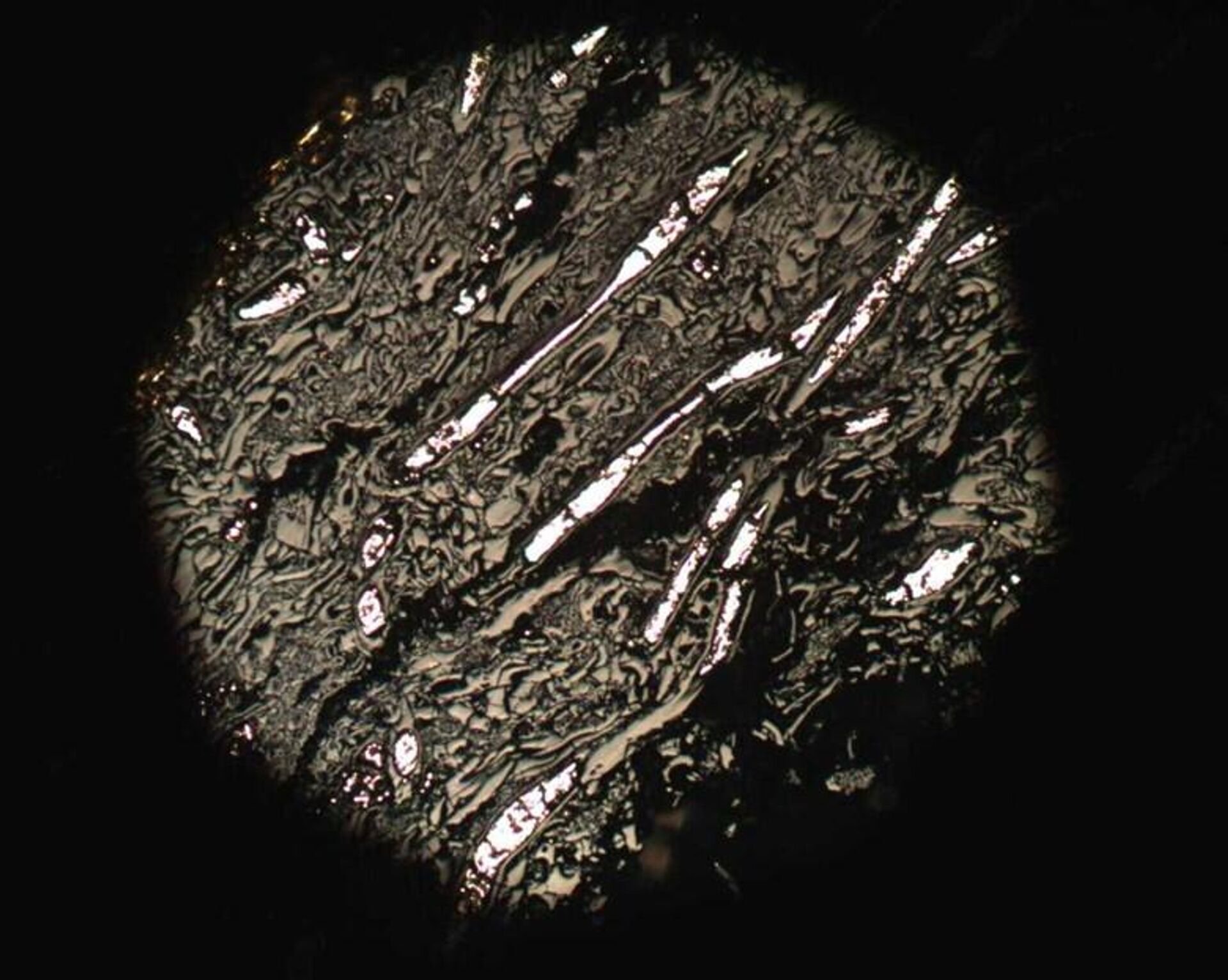 Reflected light microscope image of a 430-million-year-old charred Prototaxites from a borehole drilled in Wales. The high-reflecting (white) material infilling the larger tubes is pyrite, a mineral commonly found in association with charcoal. - Sputnik International, 1920, 20.06.2022