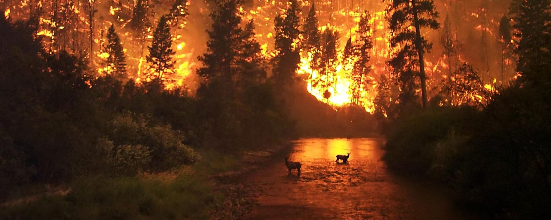 Elk Bath – A wildfire in the Bitterroot National Forest in Montana, United States - Sputnik International, 1920, 20.06.2022