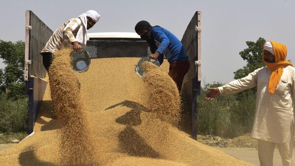 Labourers unload wheat grain from a trailer at a wholesale grain market on the outskirts of Amritsar on April 16, 2022 - Sputnik International