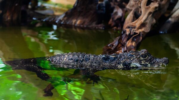 West African Dwarf Crocodile - Sputnik International
