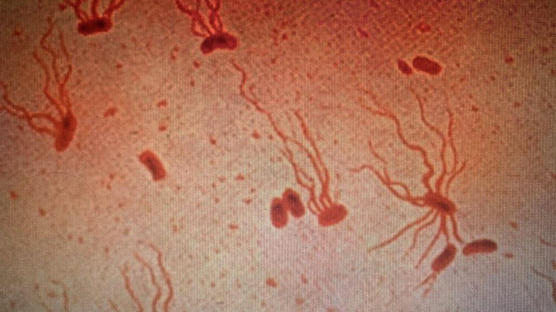 Salmonella enterica serovar Typhi flagellar stain - Sputnik International, 1920, 23.06.2022