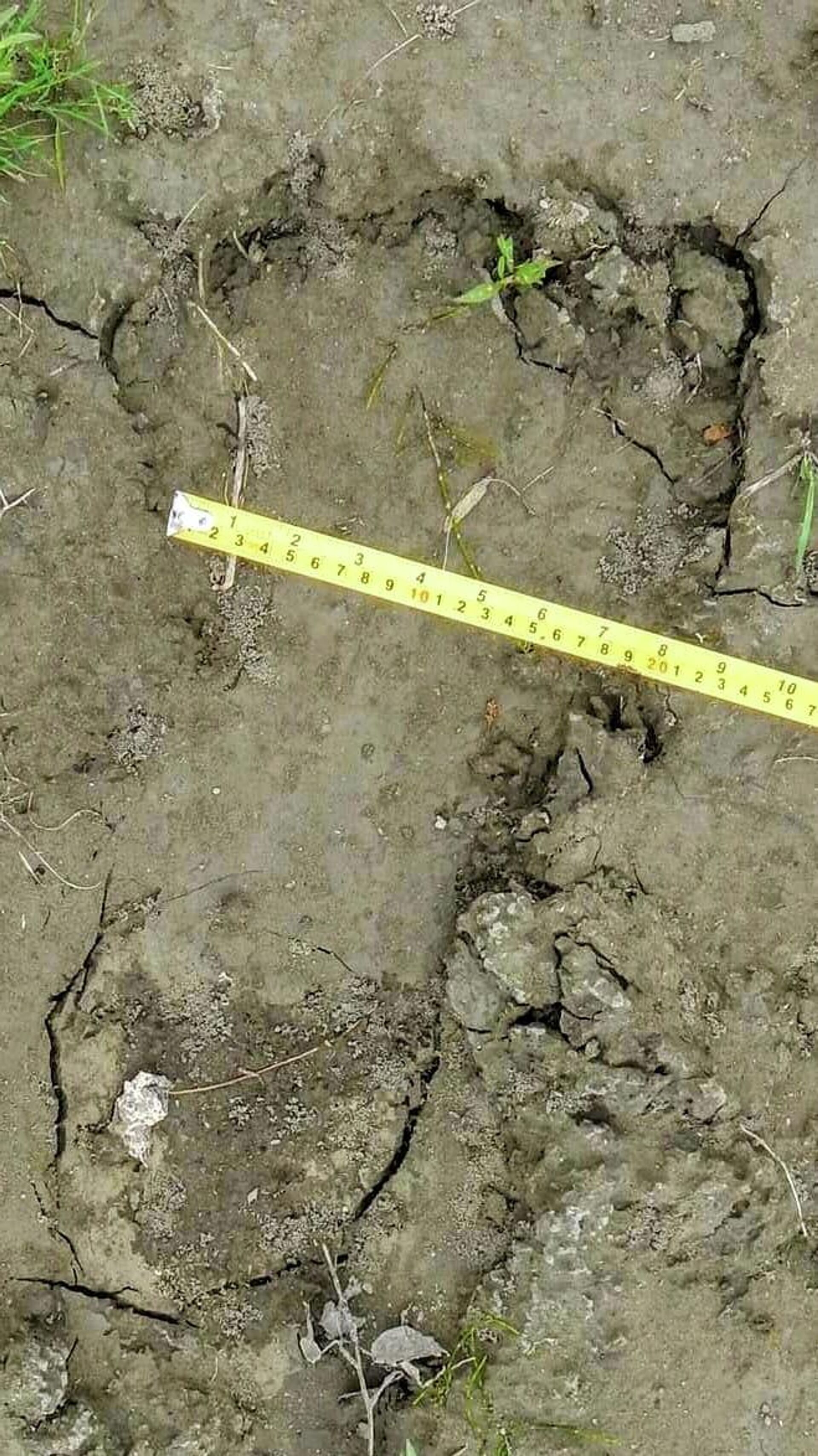 A social media photo of an alleged Bigfoot footprint. - Sputnik International, 1920, 01.07.2022