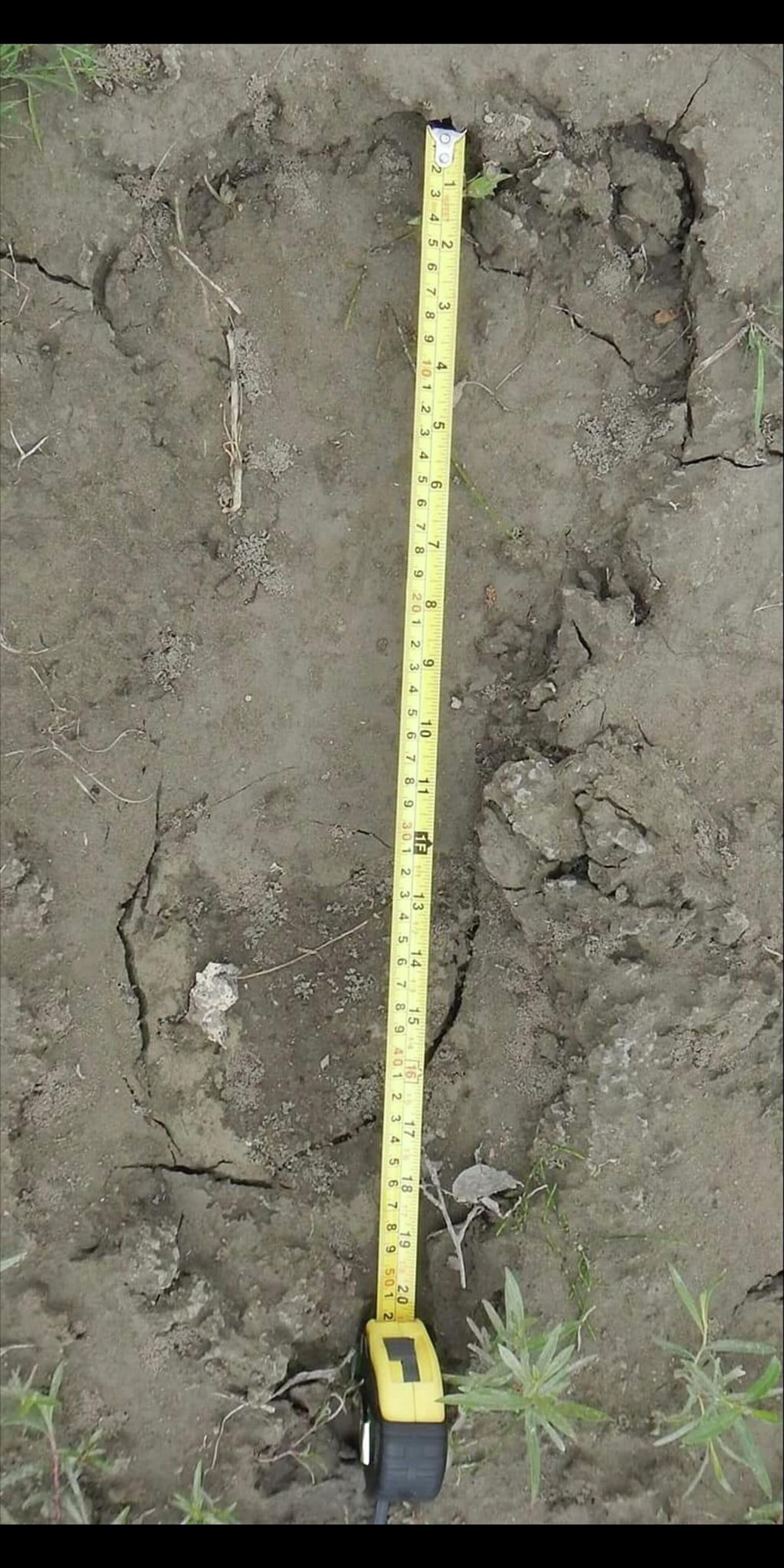 An alleged Bigfoot footprint - Sputnik International, 1920, 01.07.2022