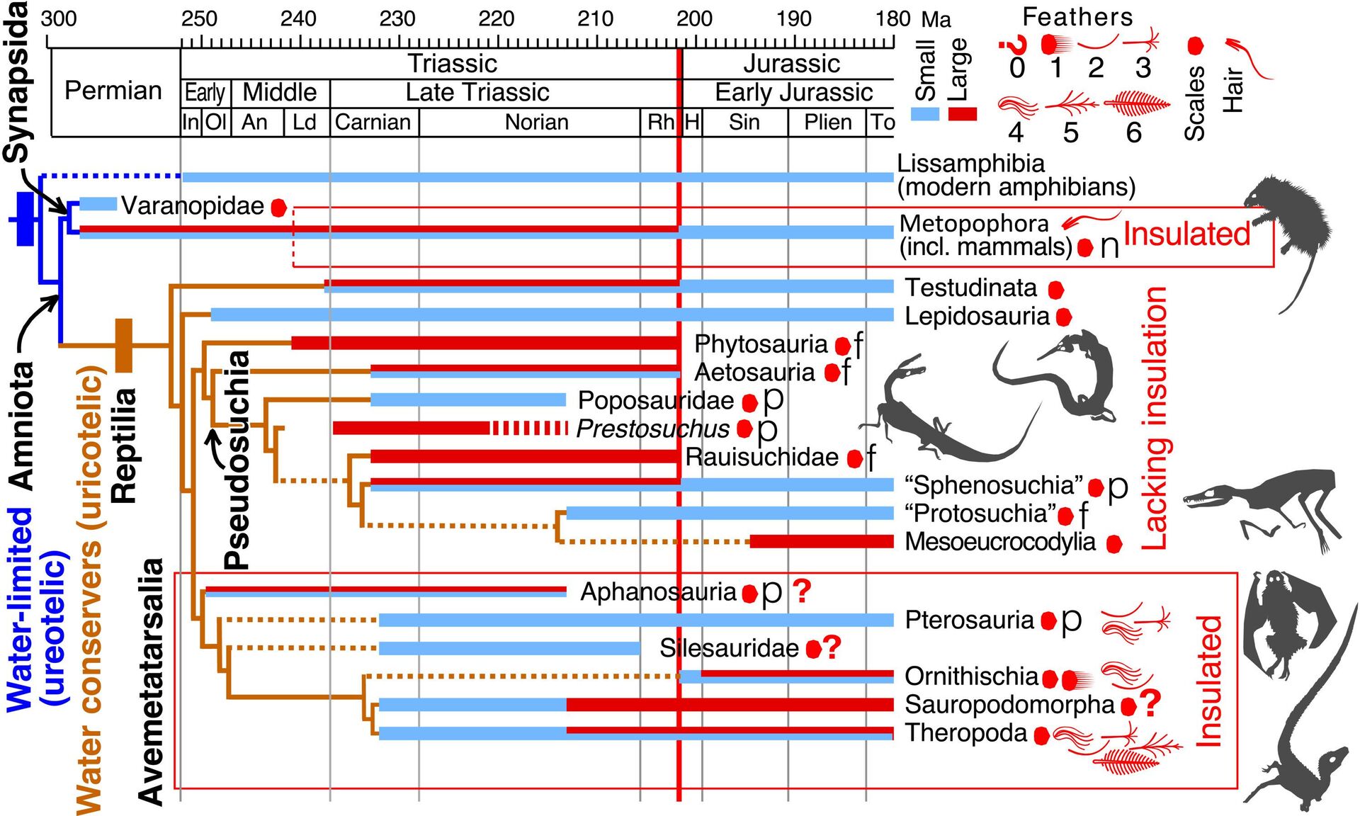Cladogram of physiologically important characters on phylogenetic framework. - Sputnik International, 1920, 03.07.2022