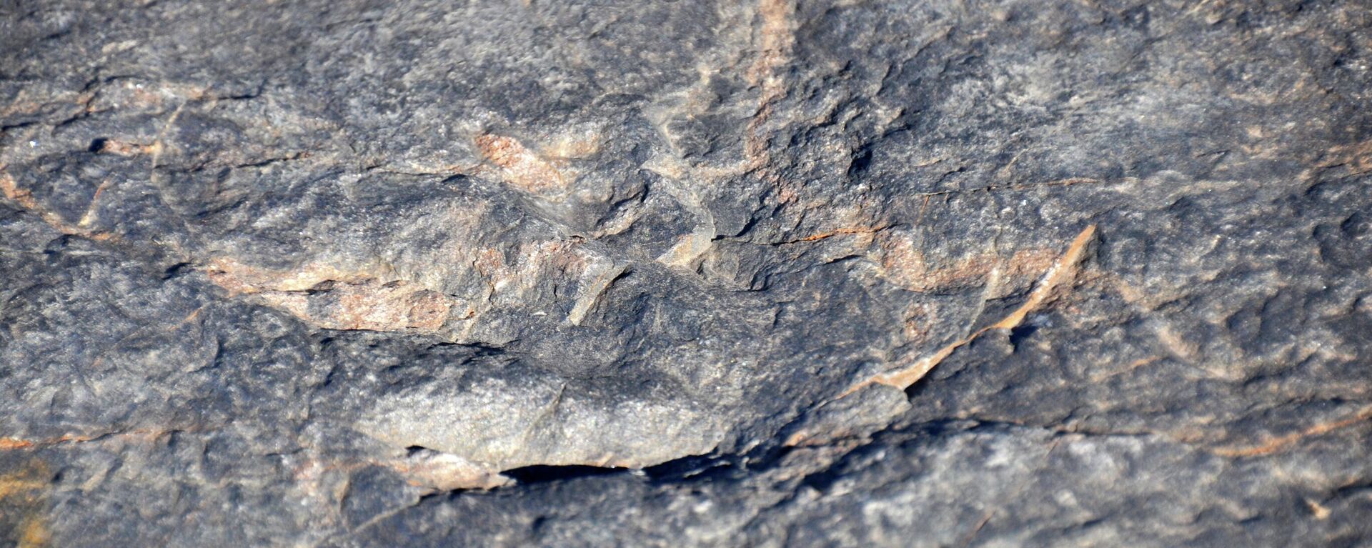 Grallator sp. - dinosaur footprint from the Triassic of the Virginia-North Carolina border area, USA. - Sputnik International, 1920, 03.07.2022