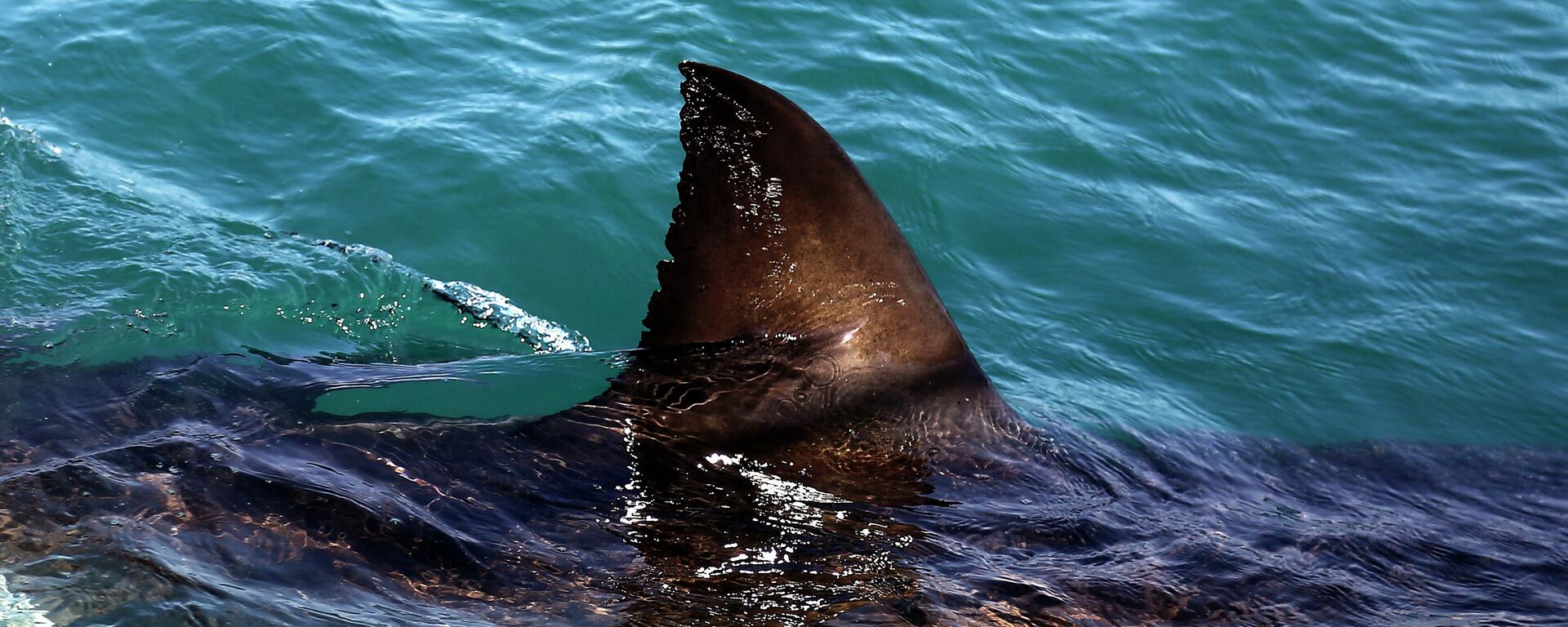 In this Thursday, Aug. 11, 2016, file photo, the fin of a great white shark is seen swimming a past research boat in the waters off Gansbaai, South Africa.  - Sputnik International, 1920, 03.08.2022