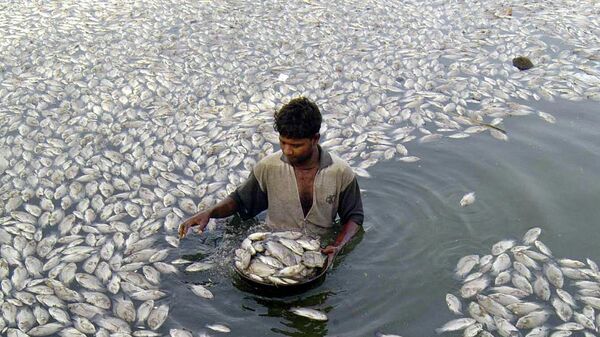 Workers carry dead fish in a basket at Kankaria Lake in Ahmadabad, India, Tuesday, Oct. 12, 2004 - Sputnik International