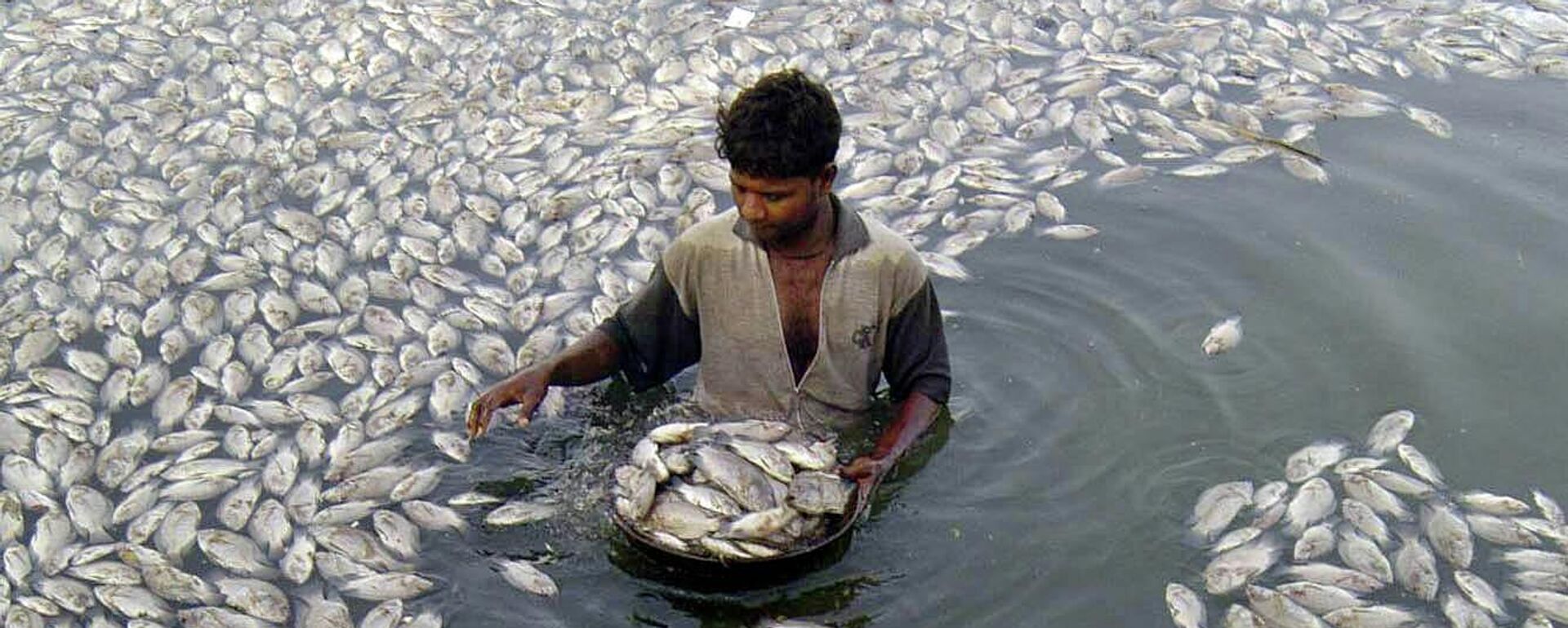 Workers carry dead fish in a basket at Kankaria Lake in Ahmadabad, India, Tuesday, Oct. 12, 2004 - Sputnik International, 1920, 14.12.2023