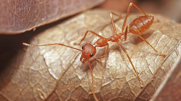Red Weaver ant, Oecophylla smaragdina in Bangalore, India - Sputnik International