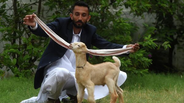 Breeder Mohammad Hasan Narejo displays the ears of his kid goat Simba, in Karachi on July 6, 2022 - Sputnik International