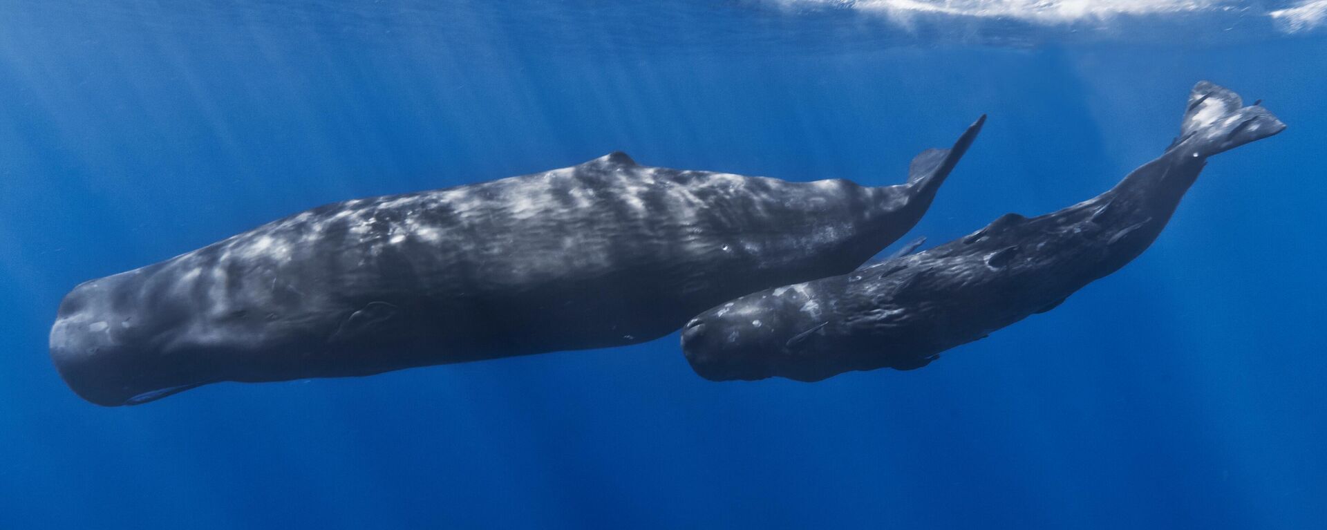 A mother sperm whale and her calf off the coast of Mauritius. The calf has remoras attached to its body. - Sputnik International, 1920, 06.07.2022