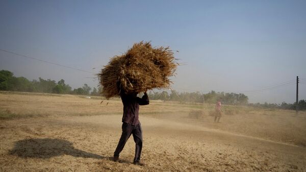 An Indian farmer carries wheat crop harvested from a field on the outskirts of Jammu, India,  April 28, 2022. - Sputnik International