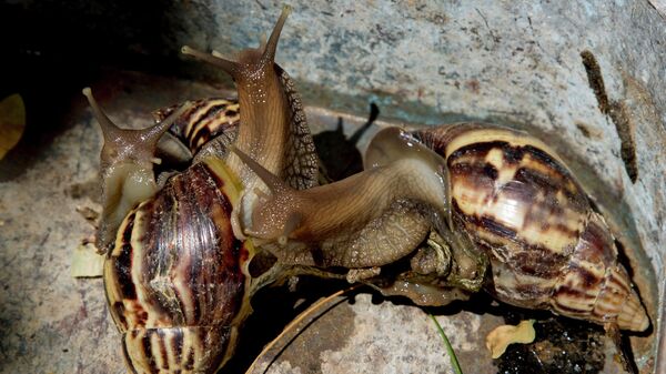 A rout of giant African snails - Sputnik International