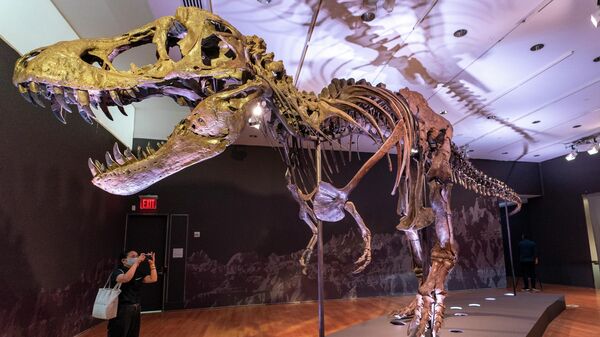 Stan, one of the largest and most complete Tyrannosaurus rex fossil discovered, is on display, Tuesday, Sept. 15, 2020, at Christie's in New York - Sputnik International