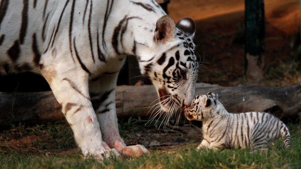 In this Saturday, Feb. 11, 2012, file photo, Khushi, a white tigress, plays with her newborn cub at the state zoological park in Gauhati, India. - Sputnik International