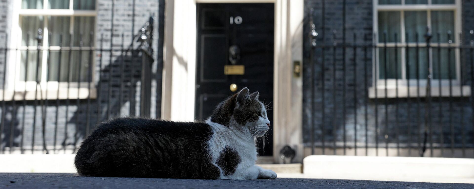 Larry the Downing Street cat lays in the road outside of 10 Downing Street, the official residence of Britain's Prime Minister, in central London on July 8, 2022 - Sputnik International, 1920, 13.07.2022