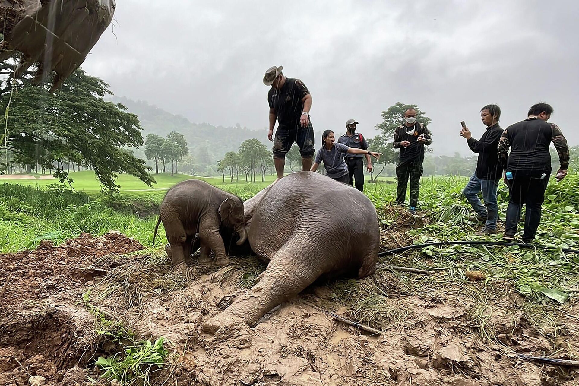 This handout photo taken and released on July 13, 2022 by Thailand's Department of National Parks, Wildlife and Plant Conservation shows an infant elephant standing next to a sedated adult elephant, following a rescue operation to recover the younger elephant after it fell into a hole, in Nakhon Nayok province in central Thailand. - Sputnik International, 1920, 15.07.2022