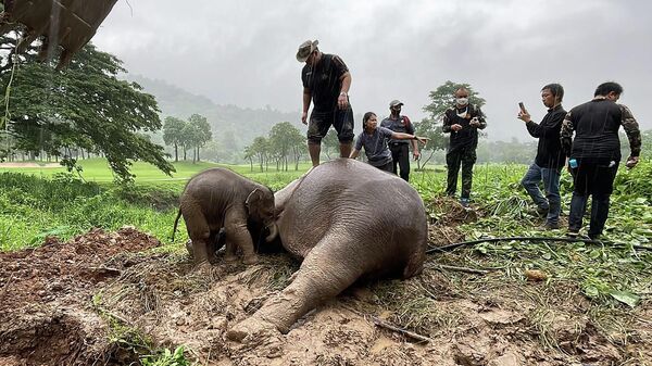 This handout photo taken and released on July 13, 2022 by Thailand's Department of National Parks, Wildlife and Plant Conservation shows an infant elephant standing next to a sedated adult elephant, following a rescue operation to recover the younger elephant after it fell into a hole, in Nakhon Nayok province in central Thailand. - Sputnik International