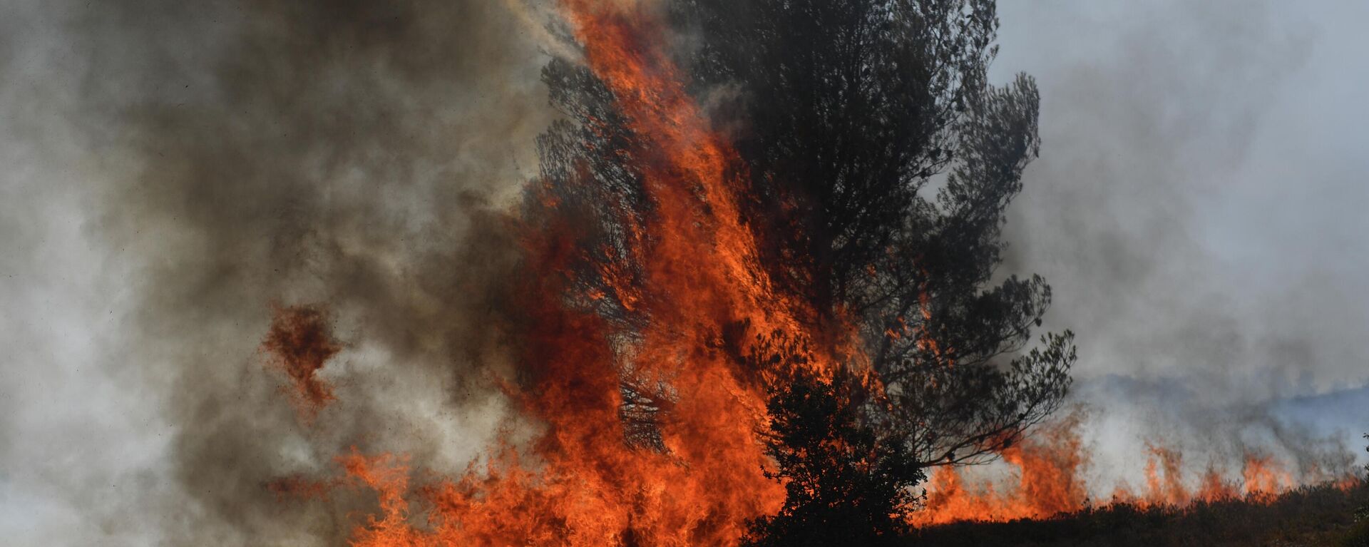 A picture shows a tree burned by a wildfire in Tarascon, southeastern France, on July 15, 2022. - An investigation was opened on July 15 on a fire, now contained, which covered 1,000 hectares and burnt through at least 300 hectares of the Montagnette forest massif south of Avignon. The fire was triggered on July 14 by sparks generated on a railroad track by a passing freight train, the prefecture said. (Photo by CLEMENT MAHOUDEAU / AFP) - Sputnik International, 1920, 15.08.2022