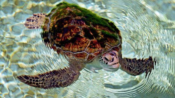 Green sea turtle - Sputnik International
