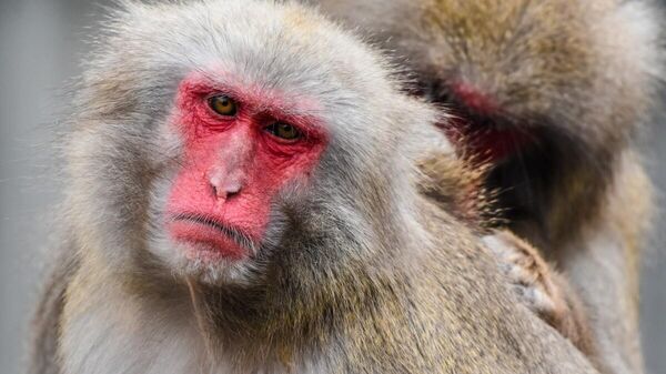 Red-faced rhesus macaques

 - Sputnik International