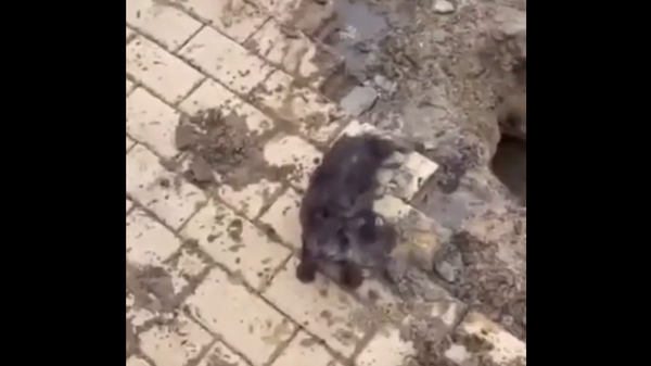 A kitten stranded under the pavement in Belgorod, Russia. - Sputnik International