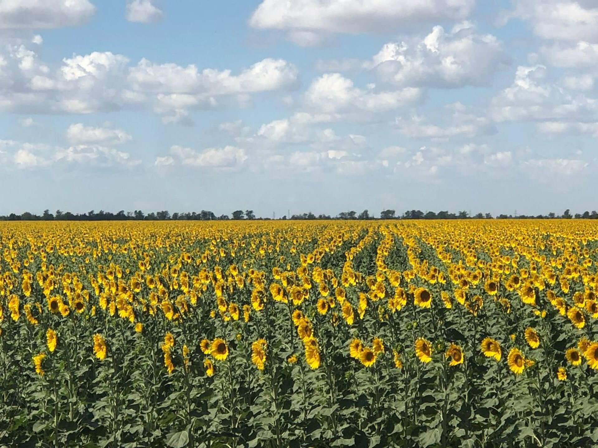 Field of sunflowers - Sputnik International, 1920, 20.07.2022