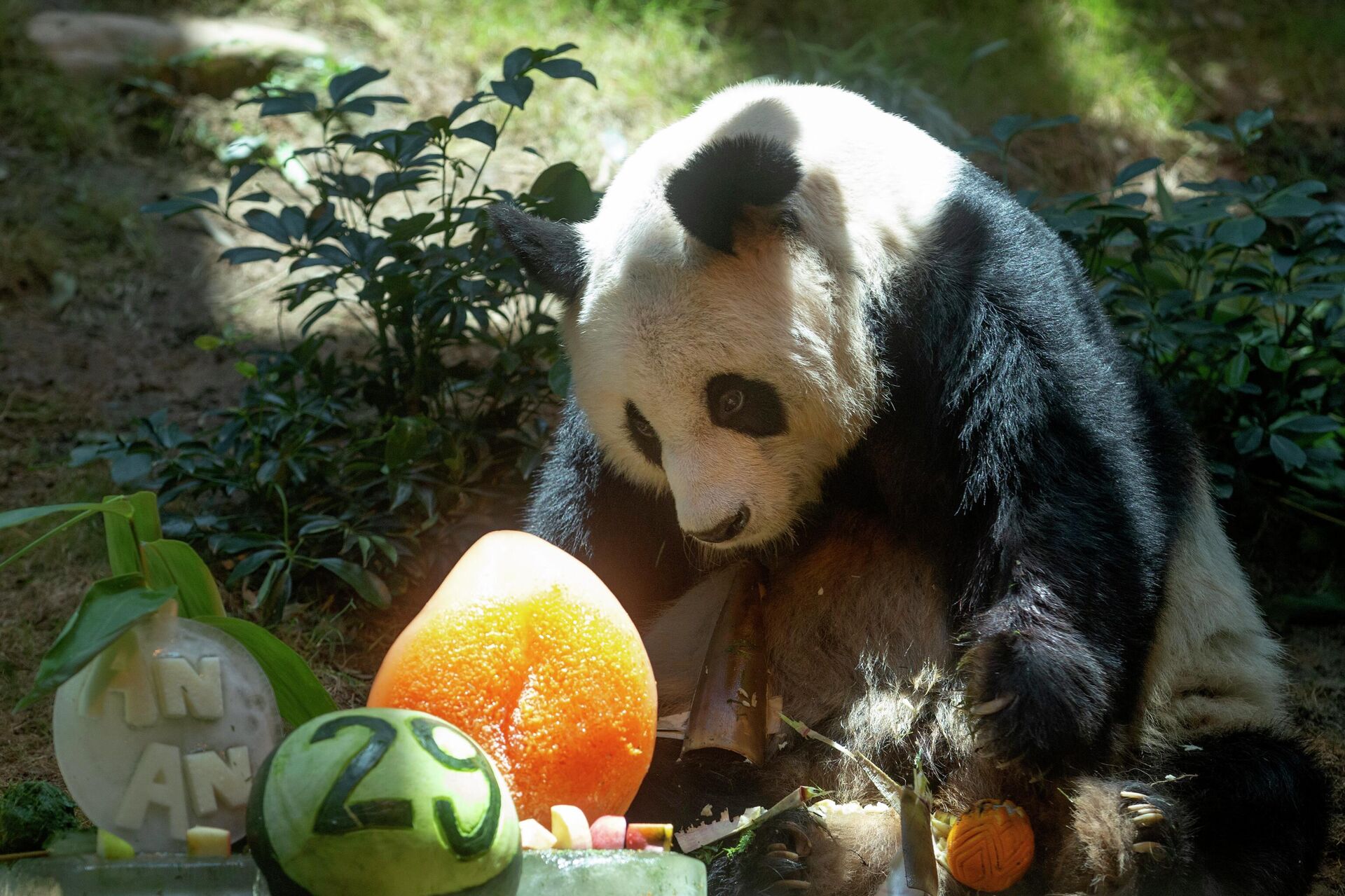 Chinese Giant panda An An celebrates his 29th birthday at the Ocean Park in Hong Kong on July 28, 2015. The world's oldest-ever male giant panda in captivity on Thursday, July 21, 2022 passed away after being euthanized in Hong Kong, following a deterioration in his health in recent weeks - Sputnik International, 1920, 21.07.2022