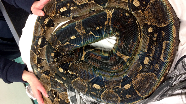 15-foot pet snake shot dead in Pennsylvania, 20/7/22
 - Sputnik International