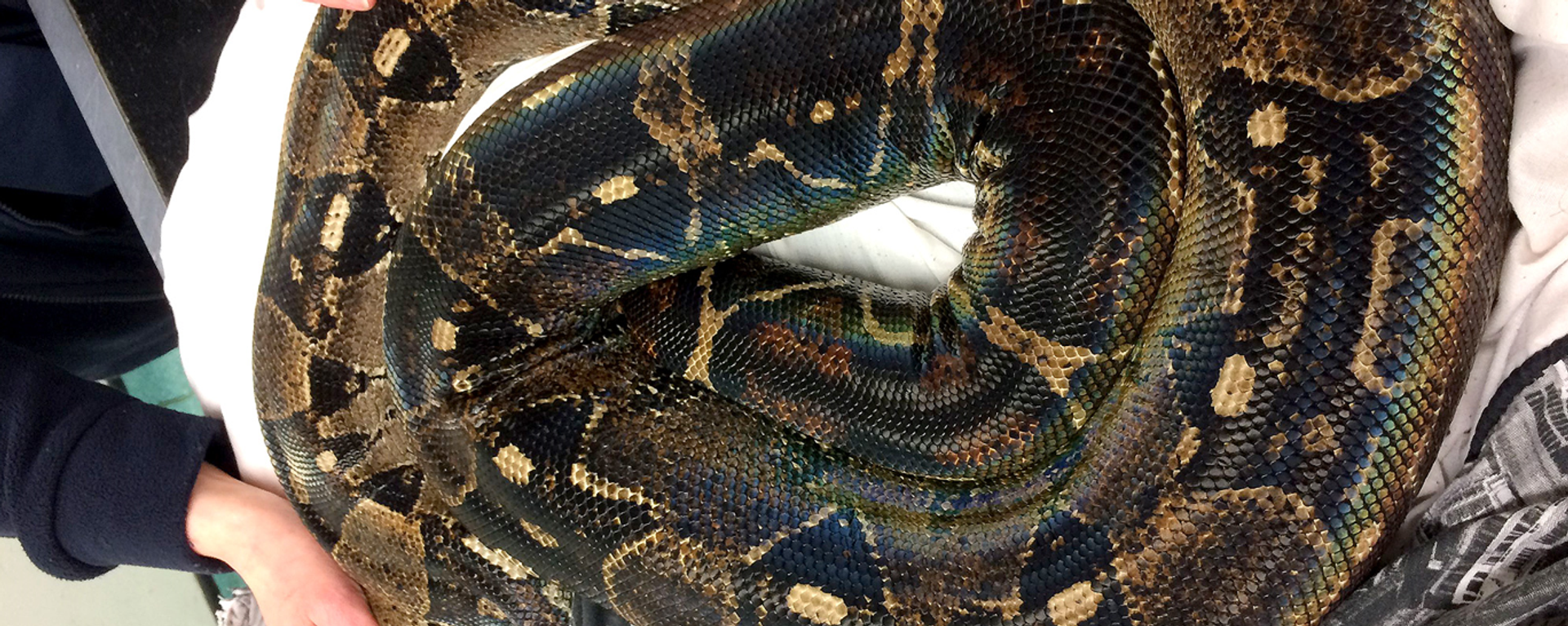 15-foot pet snake shot dead in Pennsylvania, 20/7/22
 - Sputnik International, 1920, 22.07.2022