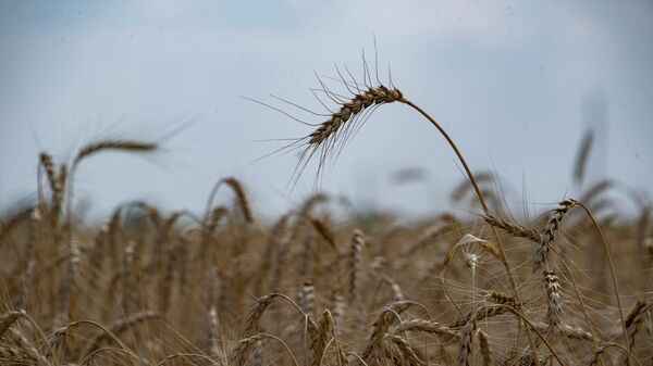 A view shows wheat to be harvested in a field in Zaporozhye region. - Sputnik International