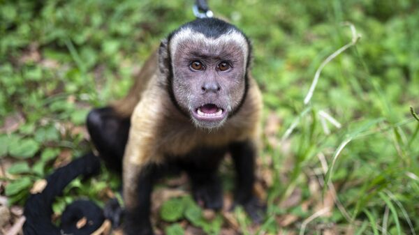 A domesticated monkey is seen at a park in Tokyo on October 7, 2021. - Sputnik International