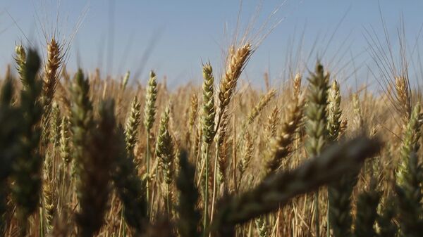 This photograph taken on June 14, 2022, shows wheat grain ears on a field near Izmail, in the Odessa region - Sputnik International